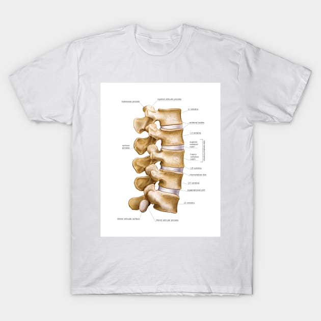 Lumbar part of vertebral column, artwork (C020/9065) T-Shirt by SciencePhoto